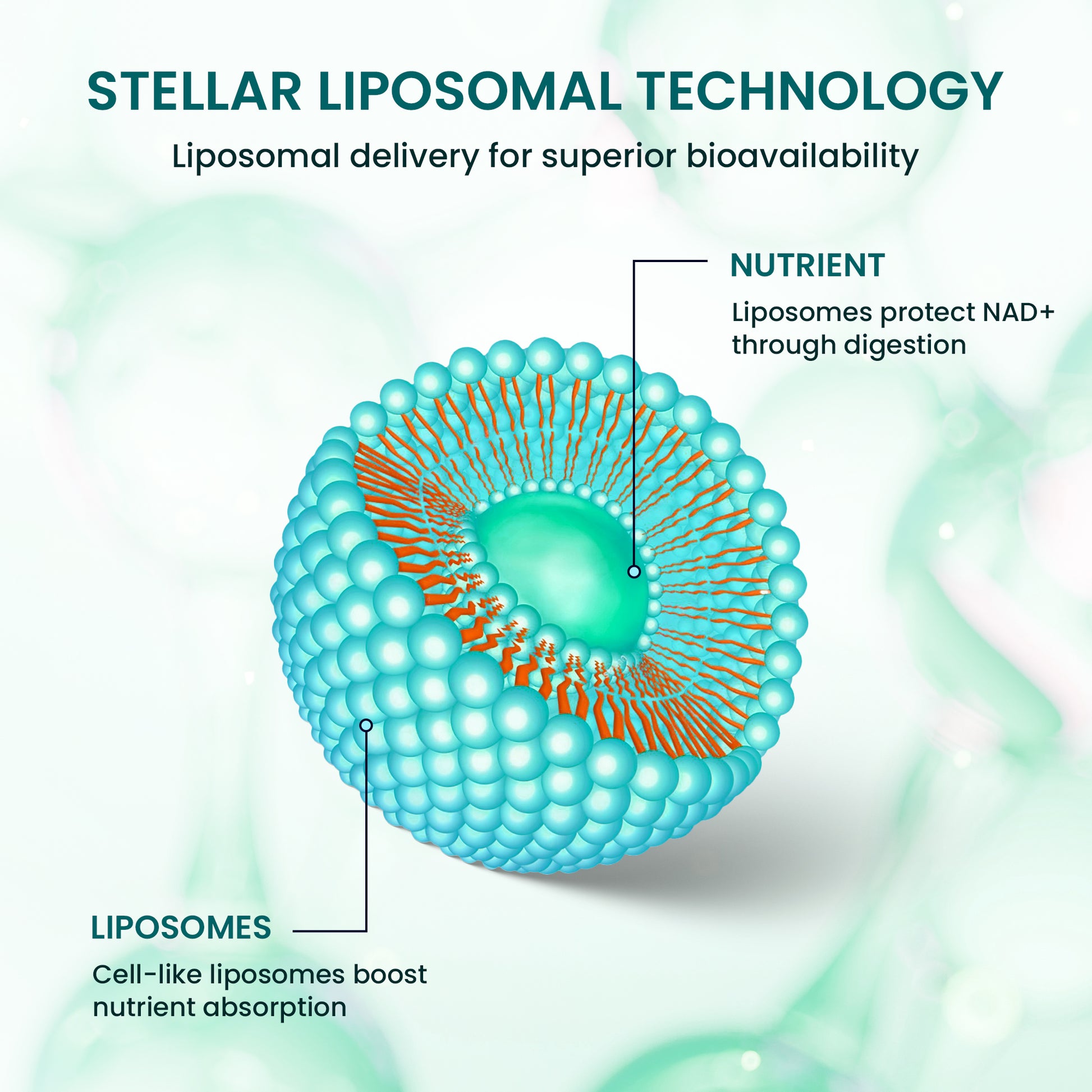 Stellar Liposomal Glutathione – Premium Antioxidant & Detox Support (4 fl oz)