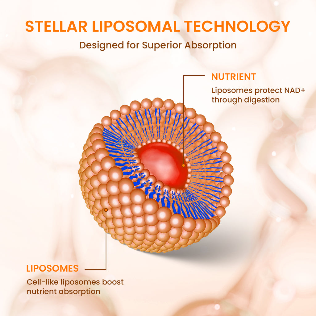 Stellar Liposomal CoQ10 – Advanced Cellular Energy & Antioxidant Support (4 fl oz)
