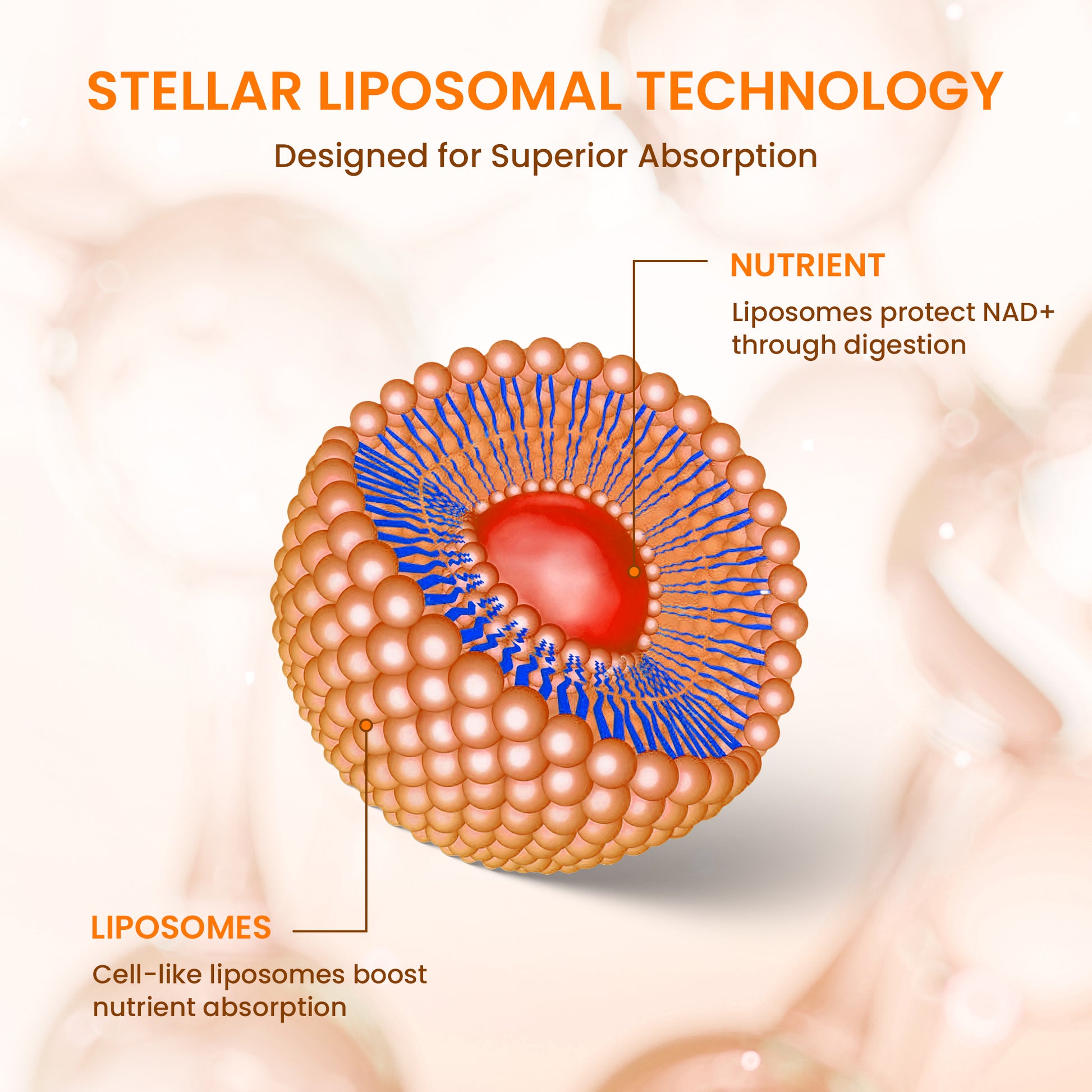 Stellar Liposomal CoQ10 – Advanced Cellular Energy & Antioxidant Support (4 fl oz)